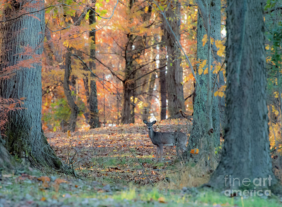 Deer In Fall Foliage Photograph