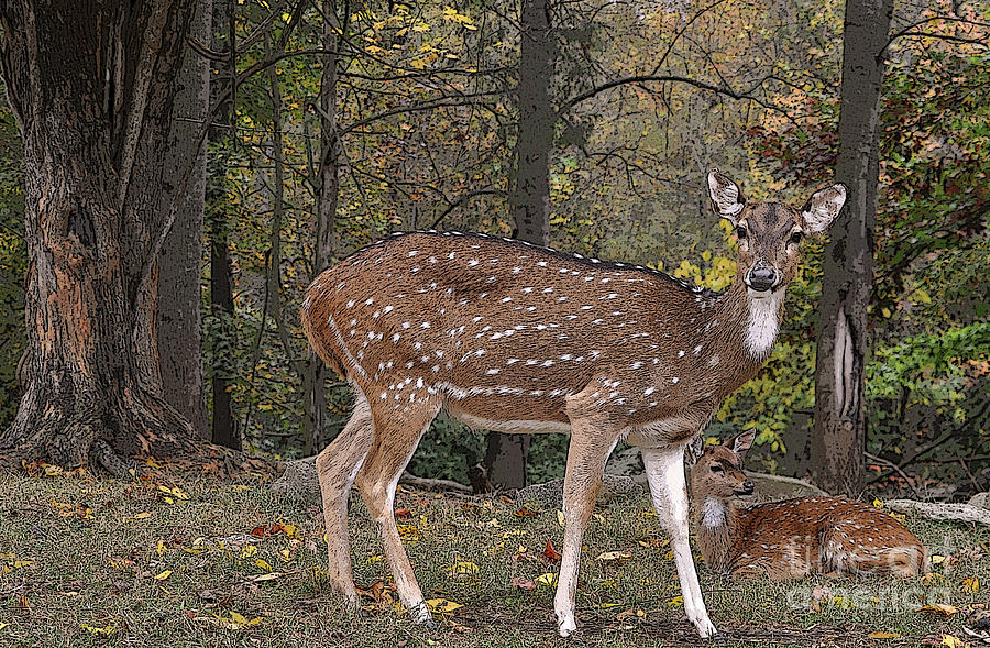 Deer in Fall Photograph by Lydia Holly