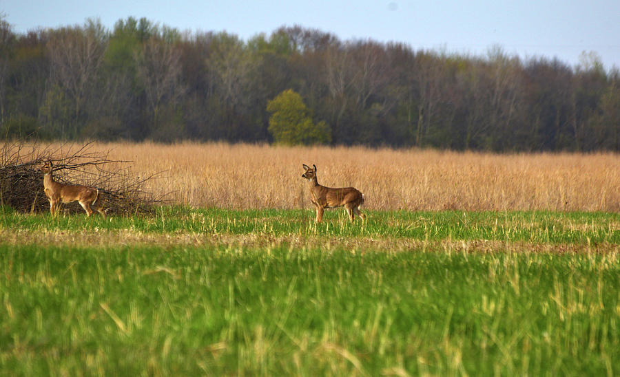 Wildlife Photograph - Deer in Field by Linda Kerkau