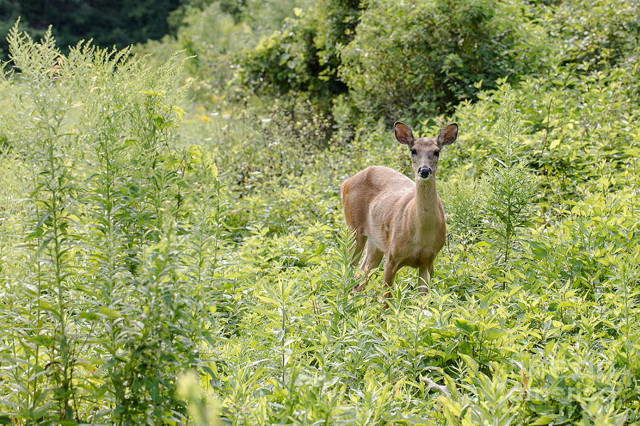 Deer Photograph - Deer in Field by Nikki Vig