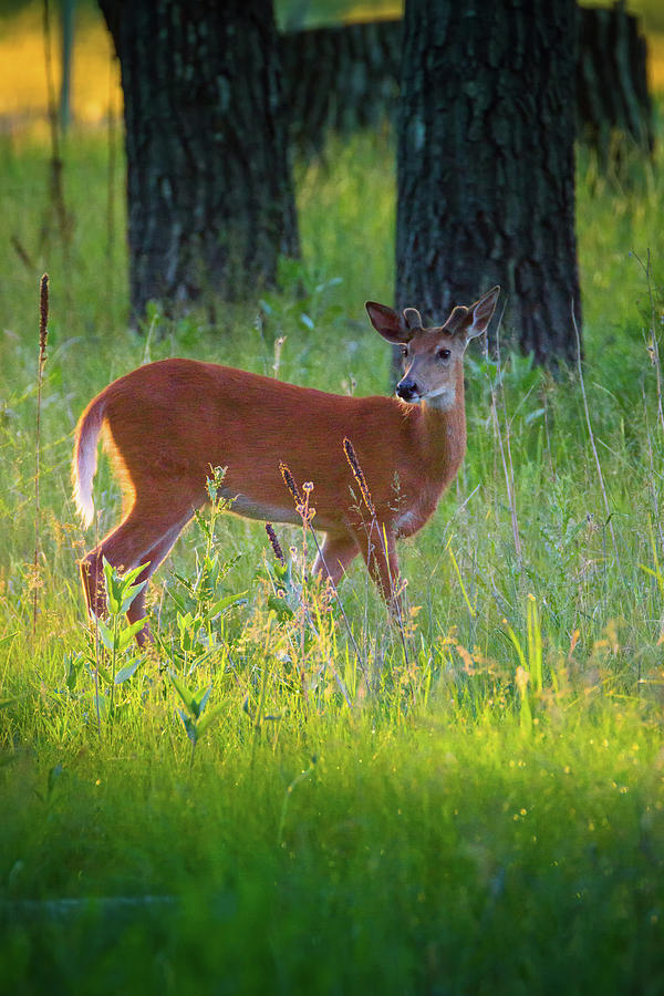 Deer In Forest Sunlight Photograph