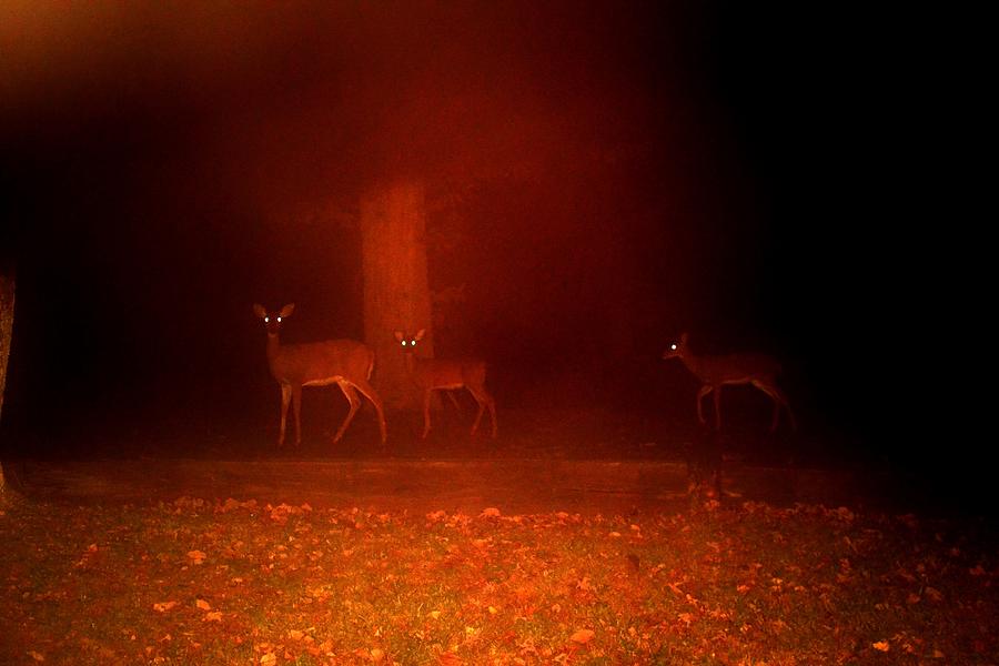 Deer in Headlights Photograph by Eileen Brymer