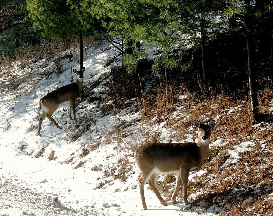 Deer In January Visit Photograph
