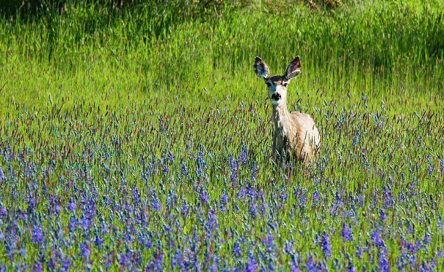 Deer in Lupine Photograph by Jean Noren