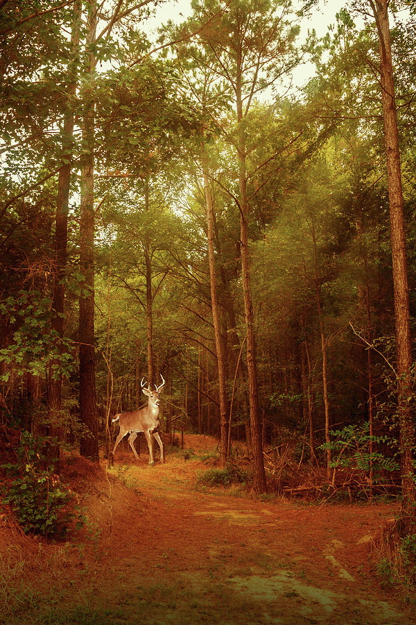 Deer Photograph - Deer in Morning Light by Barry Jones