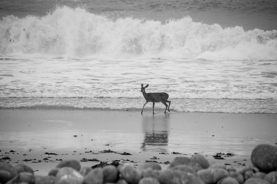 Deer in Ocean black and white Photograph by Connie Cooper-Edwards