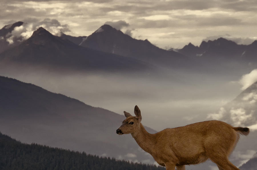 Deer in Olympic National Park at Dawn Photograph by Mitch Spence