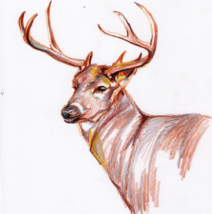 Deer in pencil Drawing by Anne Seay