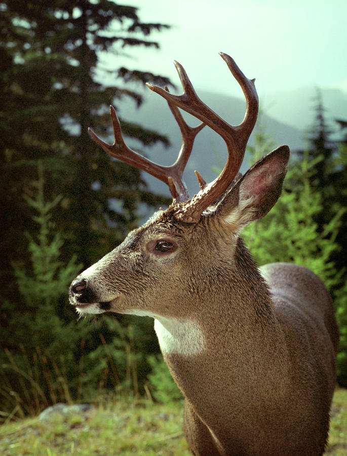 Deer in Profile Photograph by Marilyn Hunt