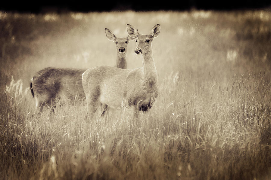 Deer in Sepia Photograph by Virginia Folkman