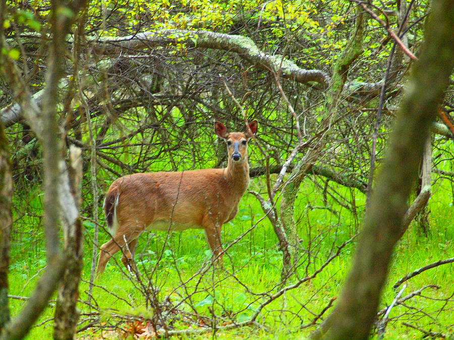 Deer In Shanendoah Mountains Photograph
