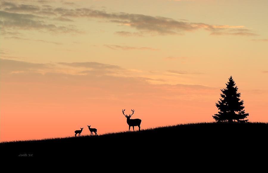 Animal Digital Art - Deer in silhouette by John Wills