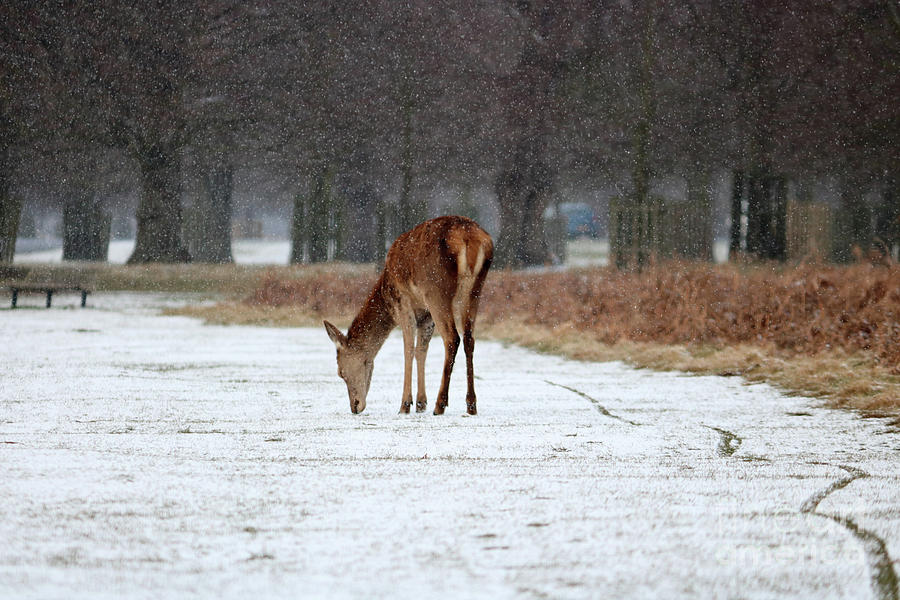 Deer in Snow Photograph by Julia Gavin