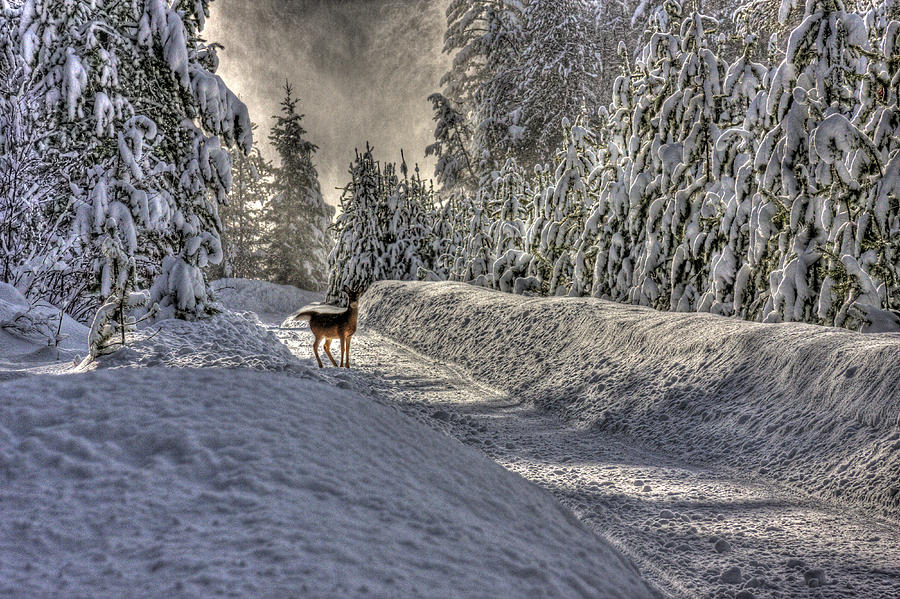 Deer in Snow Photograph by Lee Santa