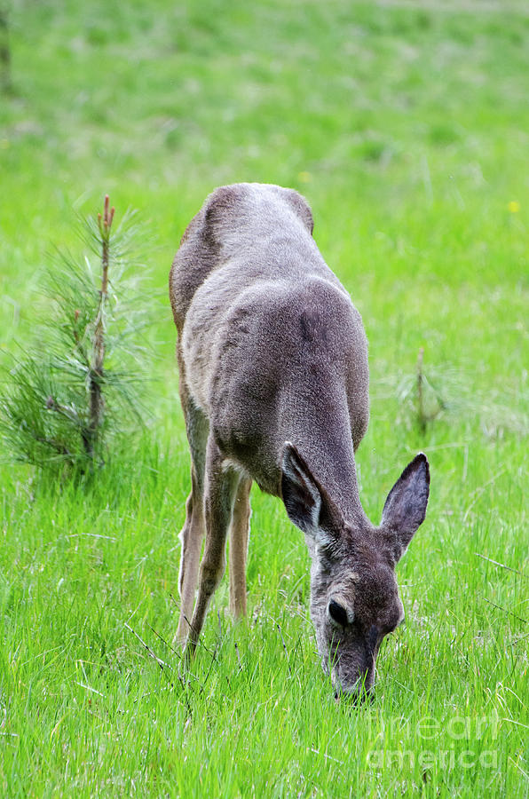 Deer in the Field Photograph by Debby Pueschel