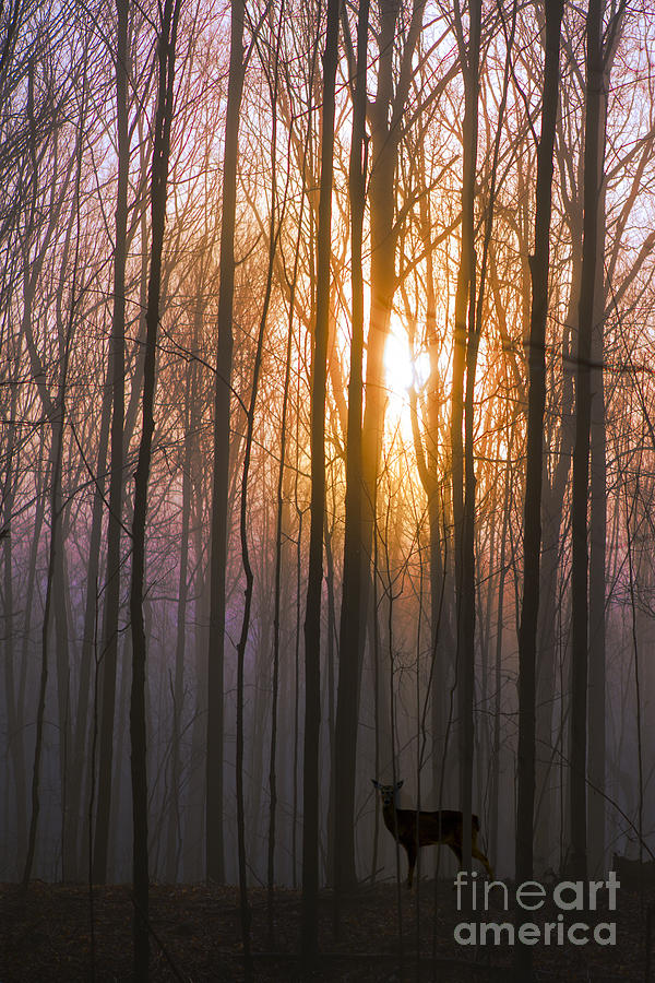 Deer In The Forest At Sunrise Photograph