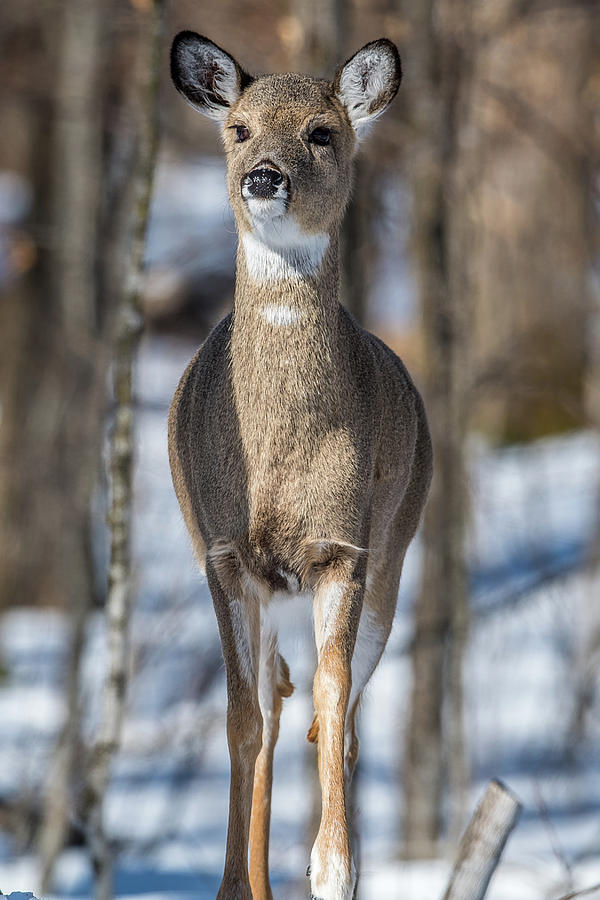 Deer In The Forest Photograph by Paul Freidlund