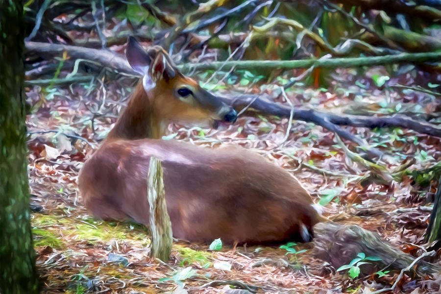 Mountain Digital Art - Deer in the Forest Shadows by John Haldane