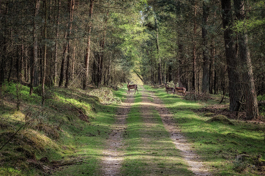 Deer in the forest Photograph by Tim Abeln