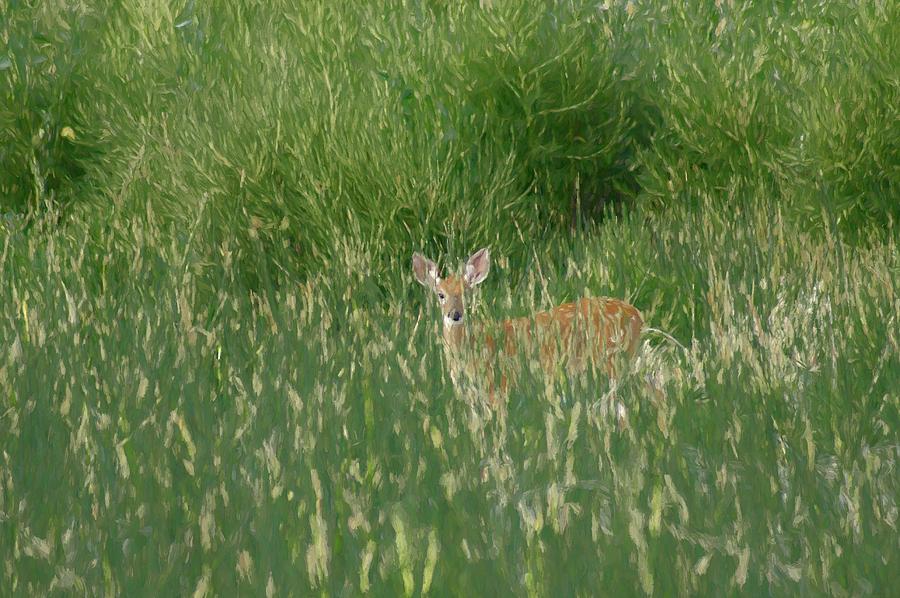 Deer in the Grass Digital Art by Ernest Echols