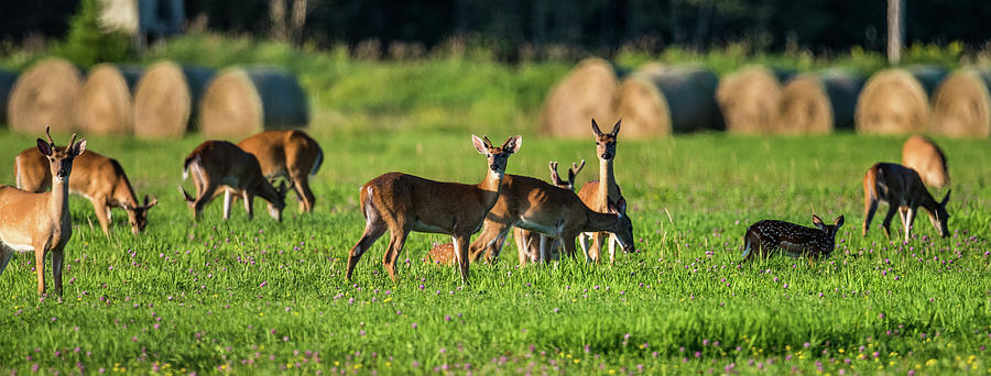 Deer In The Hay Field - 