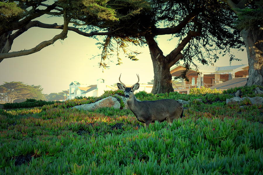 Deer In The Iceplant Photograph by Joyce Dickens