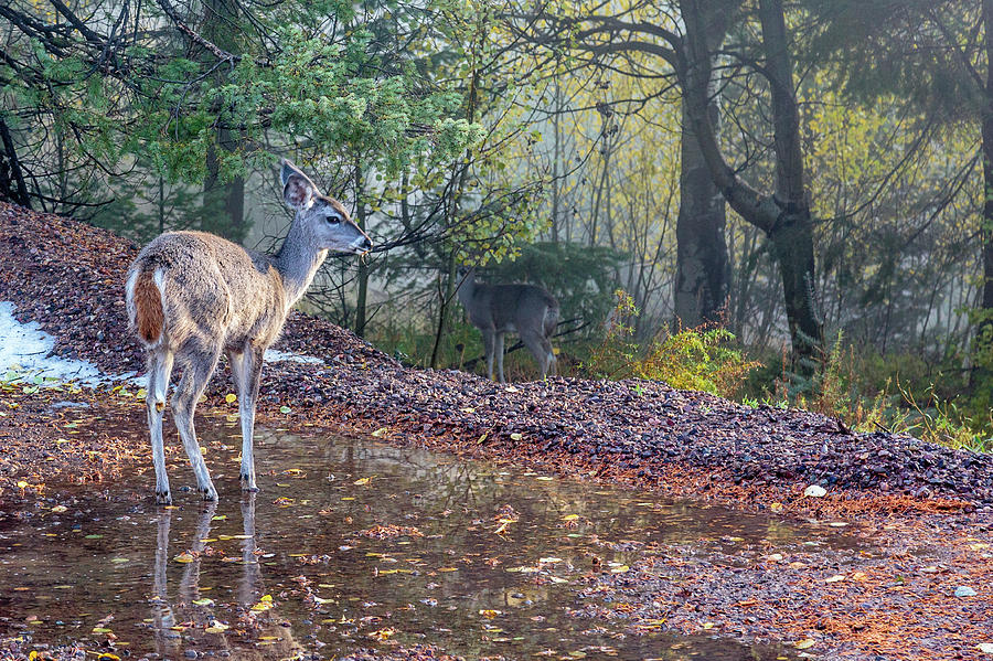 Deer in the Mist Photograph by Dennis Swena