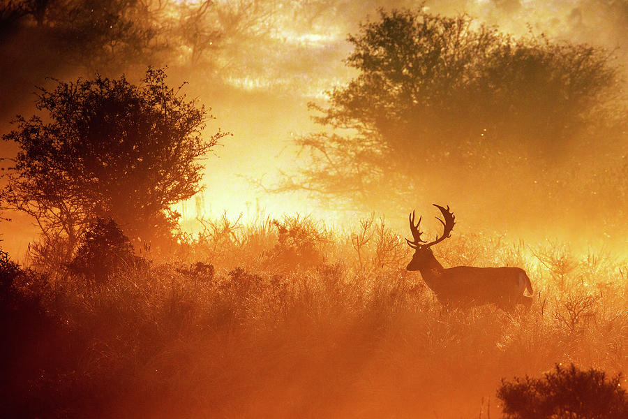 Deer Photograph - Deer in the mist by Roeselien Raimond