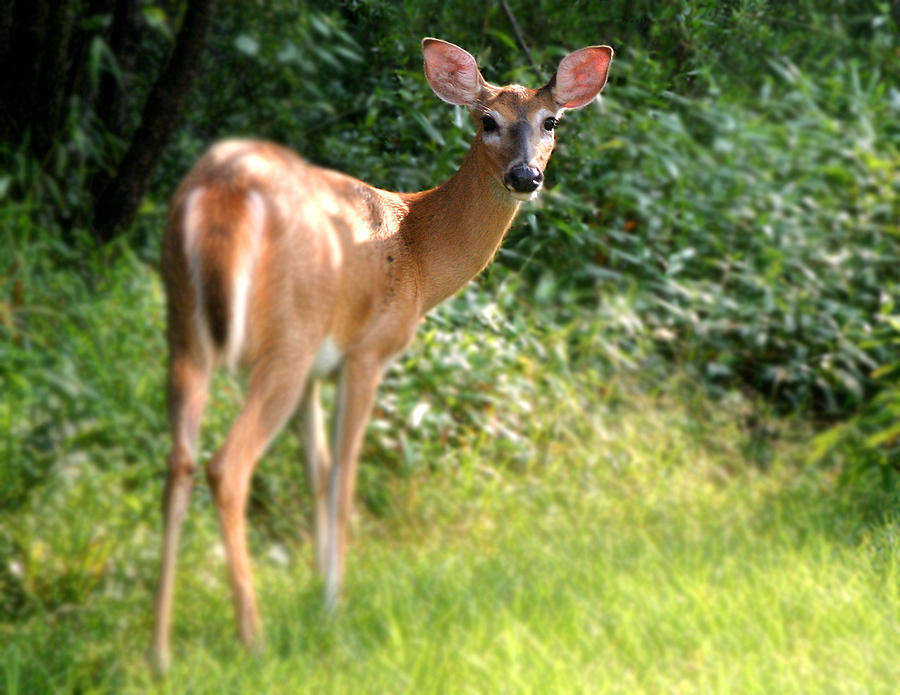 Deer in the Pocono Mountains Photograph by Rick Macomber - Fine Art America