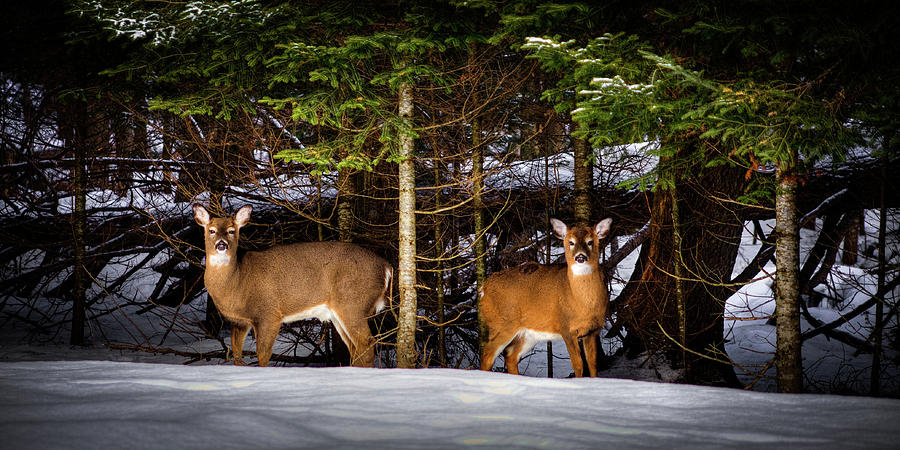 Deer in the Snow Photograph by David Patterson