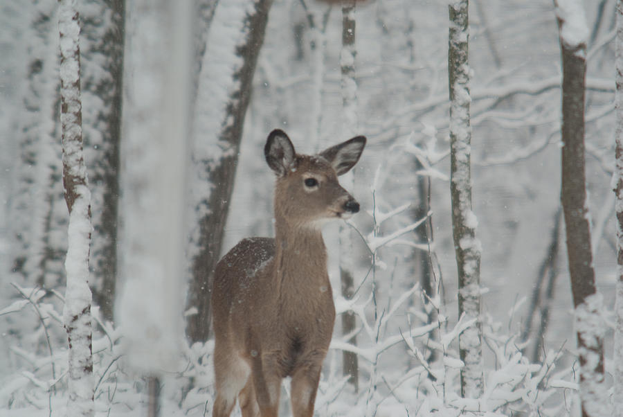 Christmas Photograph - Deer In The Snow by Douglas Barnett