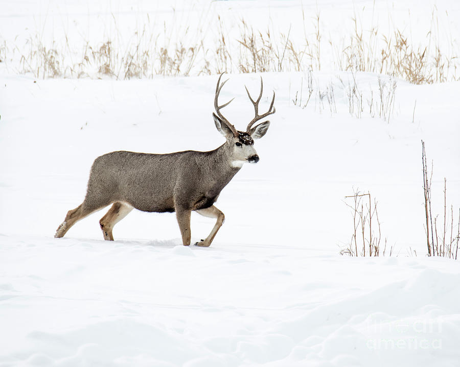 Deer in the snow Photograph by Rebecca Margraf