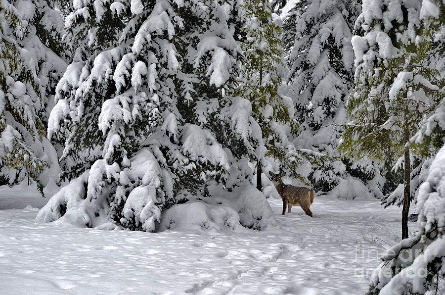 Deer In The Snow Photograph By Sylvia Beatty Fine Art America 0011