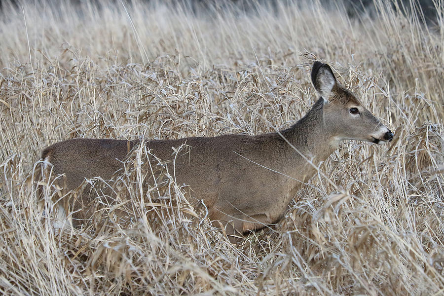 Deer in the tall grasses Photograph by Doris Potter