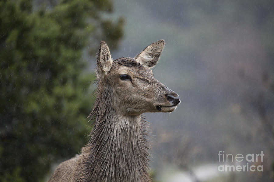 Deer in the Wet V2 Photograph by Douglas Barnard