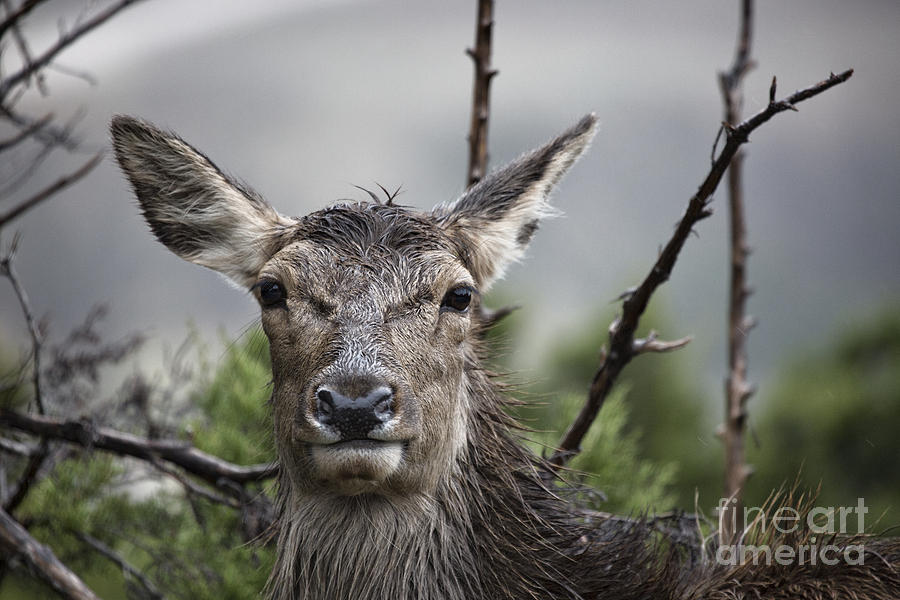 Deer in the Wet V3 Photograph by Douglas Barnard