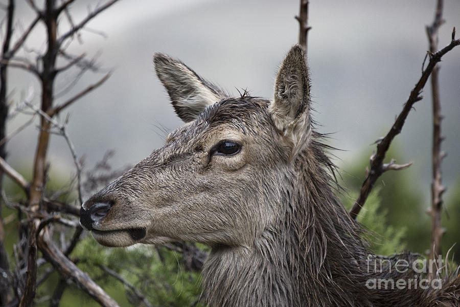 Deer in the Wet V4 Photograph by Douglas Barnard