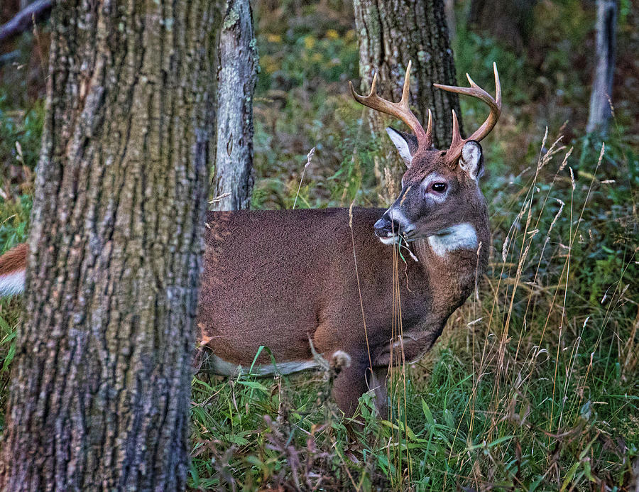 Deer In The Woods Photograph