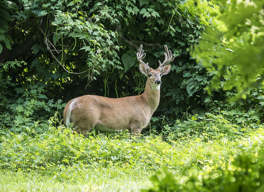 Eastern White Tail Deer Photograph by Paul Ross