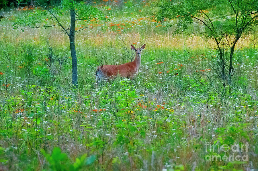 Deer in Wildflowers Photograph by David Arment