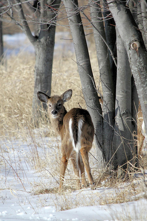 Deer in Winter Photograph by Doris Potter