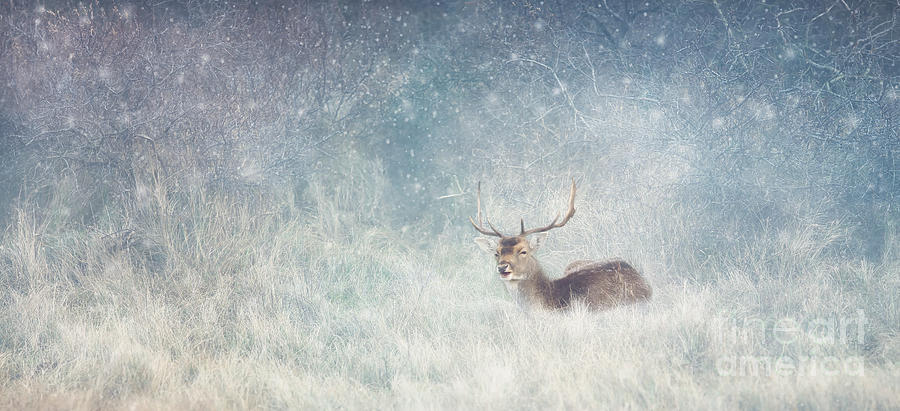 Deer In Winter Scene Photograph