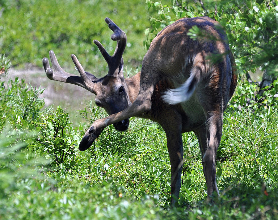 Deer Itch 2 Photograph by Glenn Gordon