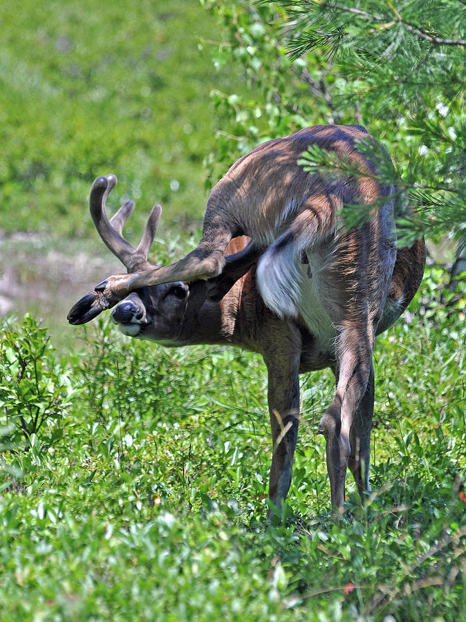 Deer Itch Photograph by Glenn Gordon