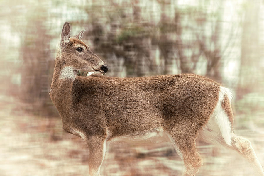 Deer Photograph by Jonathan Nguyen