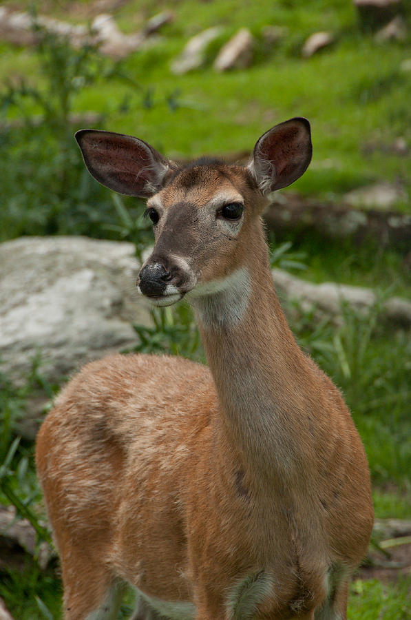 Deer Photograph by Joye Ardyn Durham
