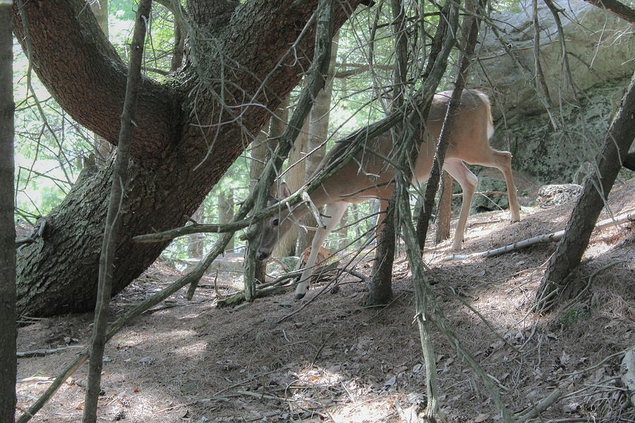 Deer Photograph - Deer by Julien Boutin Deer Photograph - Deer by Julien Boutin