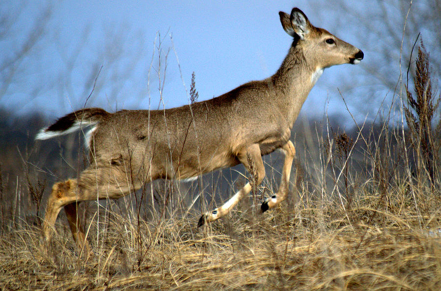 Deer Photograph by Karen Mayer - Fine Art America