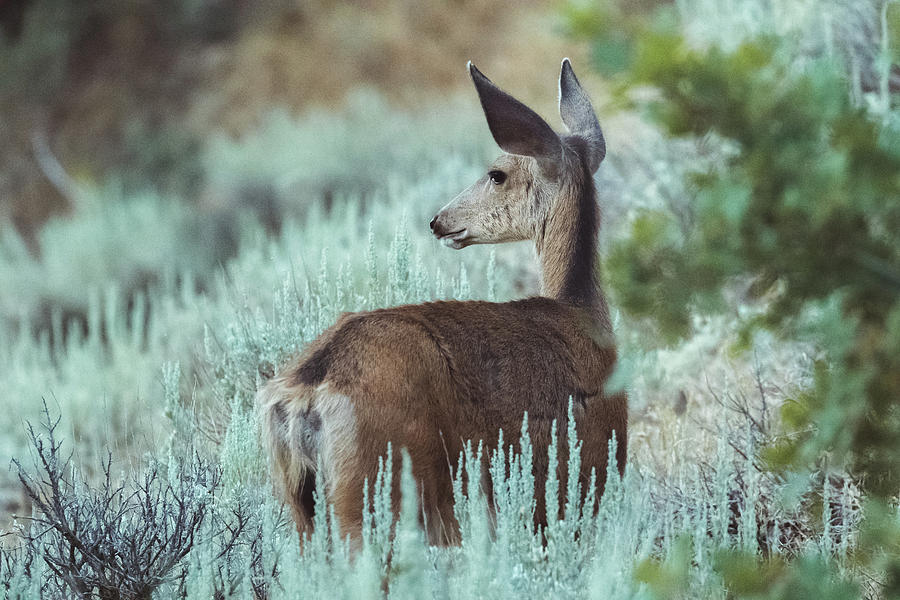 Deer Photograph by Konstantin Khanov
