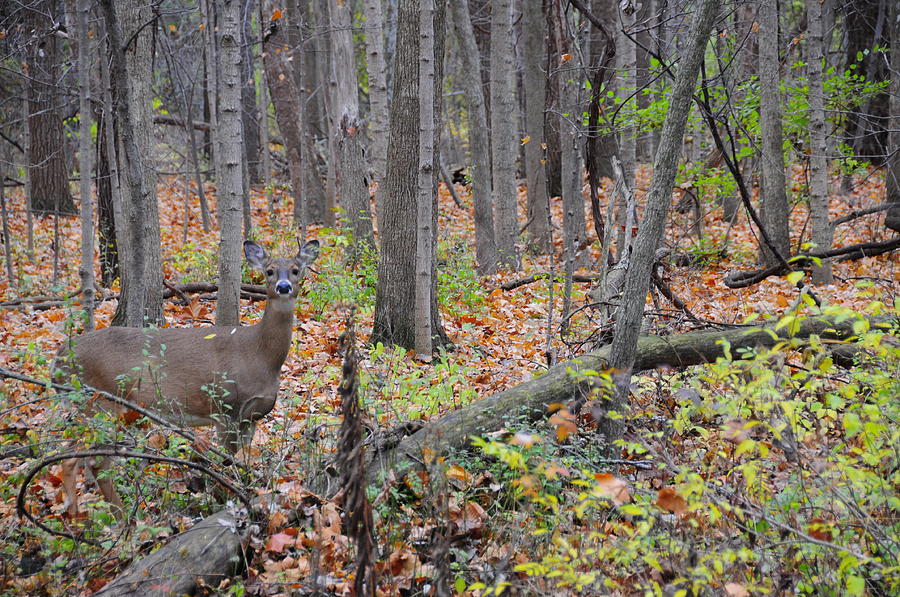 Deer Late Fall Photograph by David Arment